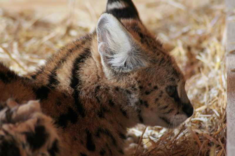 Killikus&reg; Fotographie